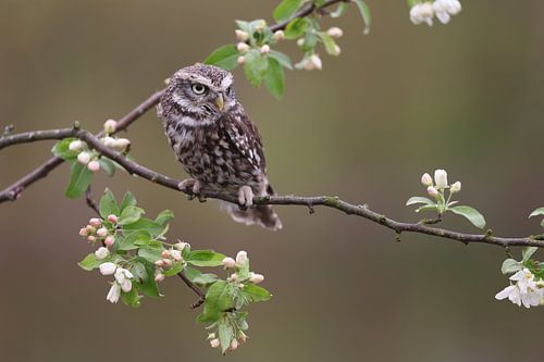 Chouette chevêche (Athene noctua)