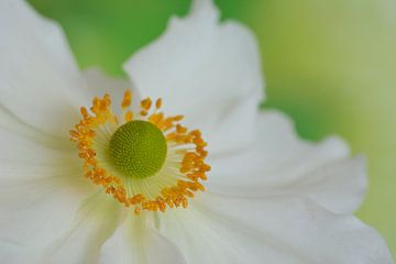 white anemone by Kok and Kok