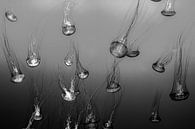 Jellyfish in Black and White by Gerrit de Heus thumbnail