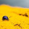 Blauw beestje in het geel van Annika Westgeest Photography