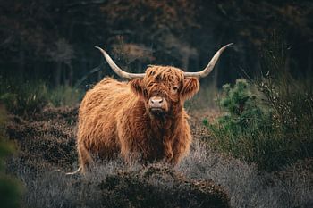 Scottish Highland Cow on the Bussumerheide #1