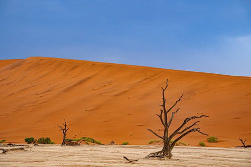 Deadvlei in de Namib-woestijn, Sossusvlei, Namibië, Afrika