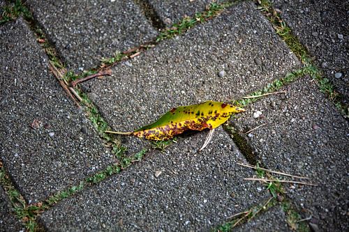 Ontdek de natuur in een bosrijk gebied in Emsland, Nedersaksen, Duitsland