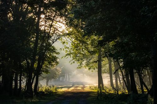 Lever de soleil dans la forêt