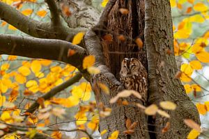 Der Waldkauz ruht sich in den Herbstfarben aus.