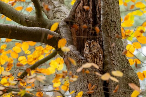 Der Waldkauz ruht sich in den Herbstfarben aus. von Menno Schaefer