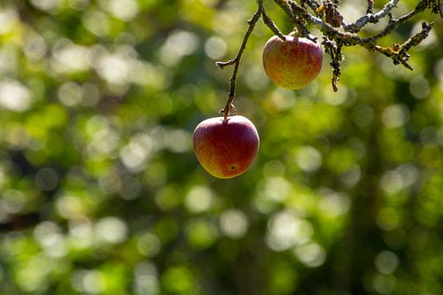 Stillleben von zwei Äpfeln in einem Obstgarten mit Bokeh-Hintergrund