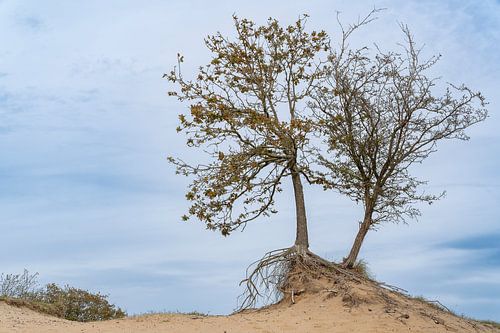 Fragiel boompje van de Amsterdamse waterleiding duinen. van Hans Brinkel