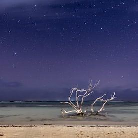 Empty Tree by Night von Meliza  Lopez