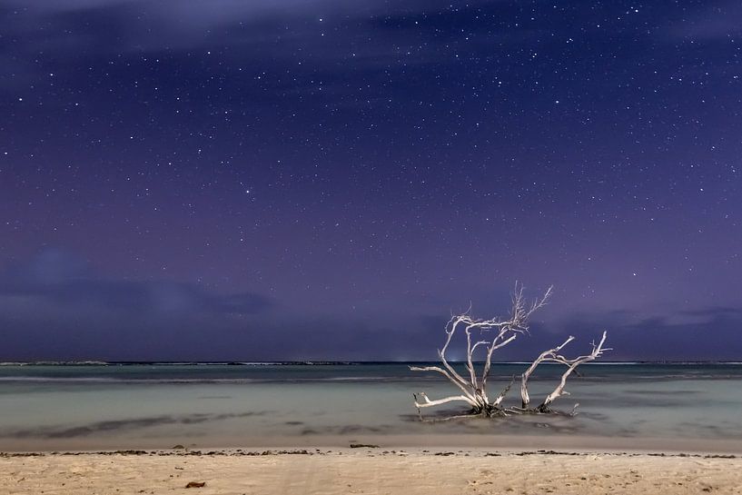 Empty Tree by Night by Meliza  Lopez