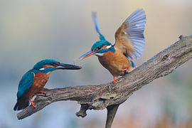 Kingfisher – Fish transfer between kingfishers in beautiful pastel shades by Kingfisher.photo - Corné van Oosterhout
