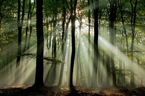Sunbeams