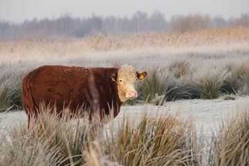 The Groningen Blaarkop by Brenda Verboekend