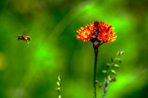 Flore ; profiter de la nature