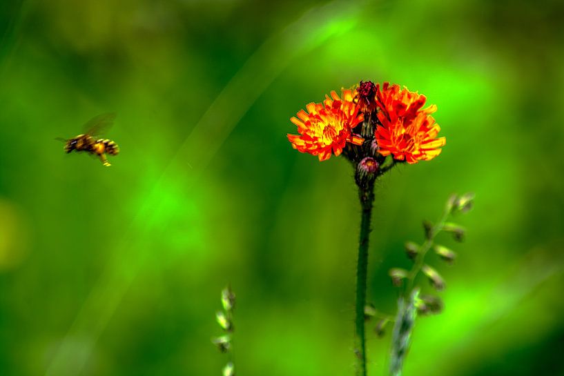 Flora ; Natur genießen von Photoart-Naegele