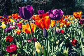 Beauty of Nature by Richard Marks