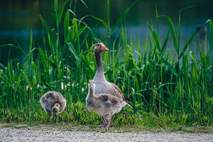 'Ich sehe dich' (Gänsefamilie)