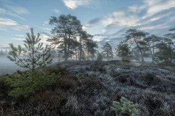 Un peu de brume et de givre dans la matinée