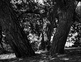 Stammen sur Egbert van Thiel