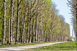 De Naald van Waterloo