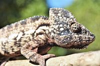 Kameleon in Madagascar