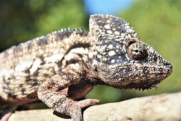 Chameleon in Madagascar by Esther van der Linden