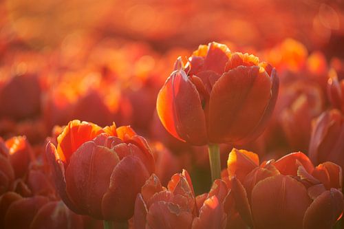 Das Leuchten der Tulpen im Abendlicht von Cor de Hamer