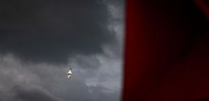 Petite mouette avec des nuages sombres