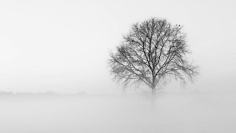 Avec une jambe dans le brouillard par Bas Wolfs