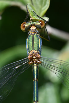 beautiful green damselfly