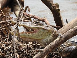 Kaaiman in de 'Rio Frio' Costa Rica von Daniëlle van der meule