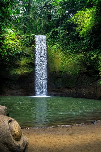 Tibumana waterval, bij Ubud op Bali Tropische planten