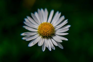 Blühendes Gänseblümchen von Jurjen Jan Snikkenburg