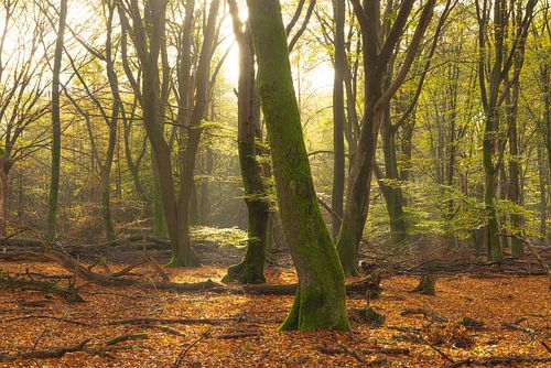 Speulder and Sprielder forest (Netherlands)