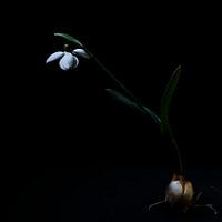 Perce-neige (Galanthus)