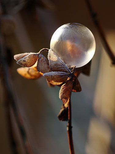 Bulle gelée