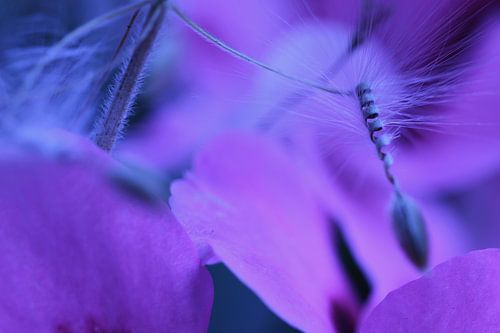 Fliege in die Freiheit