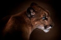 Puma, Doris Reindl by 1x thumbnail