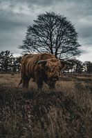 Scottish Highland Bull