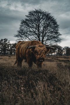 Scottish Highland Bull by Colin van Wijk