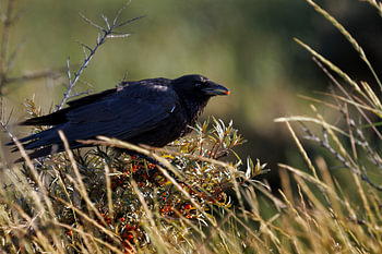 Crow with a berry