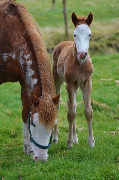 Jong geleerd by Hannie de Graaff