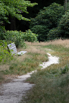 A BENCH IN THE WOODS