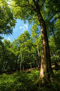 Printemps dans la hêtraie