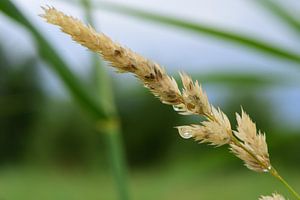 Eine Grasähre nach dem Regen