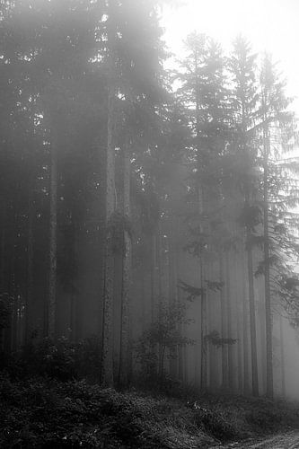 Fog in the forest
