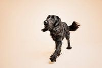 Cocker anglais croisé springer spaniel, chien noir, en studio sur fond beige, en train de jouer