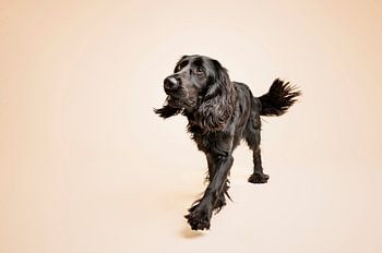 Verspielter englischer Cockerspaniel Springer Spaniel Kreuzung, schwarzer Hund, im Studio mit beige als Hintergrundfarbe