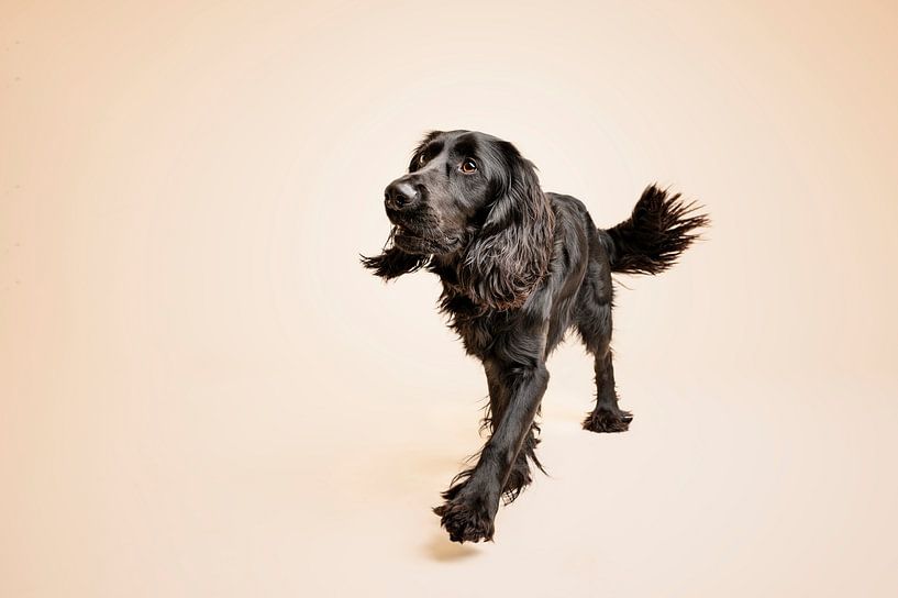 Verspielter englischer Cockerspaniel Springer Spaniel Kreuzung, schwarzer Hund, im Studio mit beige als Hintergrundfarbe von Elisabeth Vandepapeliere