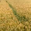 Grain field part 2 by Masselink Portfolio